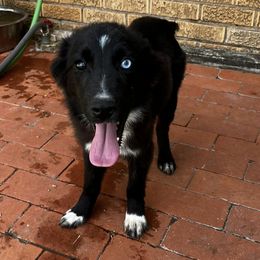 Miniature Australian Shepherds from Backwood Trails Australian Shepherds