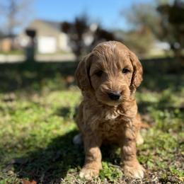 Eeyore - Apricot male Goldendoodle puppy in Jacksonville, Florida from Dandelion Doodles