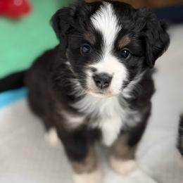 Aurora - Black tri female Miniature Australian Shepherd puppy in Spokane Valley, Washington from Northern Roots Aussies
