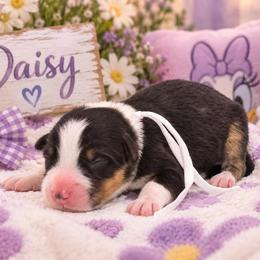 Daisy - Black tri-color female Australian Shepherd puppy in Placerville, California from BFF Aussies