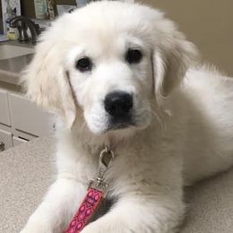 Golden Retrievers from Magnolia Goldens