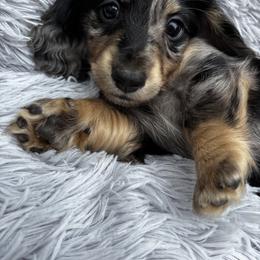 Dachshund Puppies from Cortney Hart