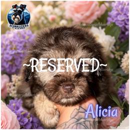 Alicia - Liver female Miniature Schnauzer puppy in Spruce Pine, North Carolina from Schnauzers of Blue Ridge