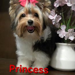 Princess - Black tan and white female Biewer Terrier puppy in Modesto, California from Granny's yorkshire Terrier Modesto California