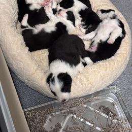 Border Collie puppies from White Rabbit Border Collies