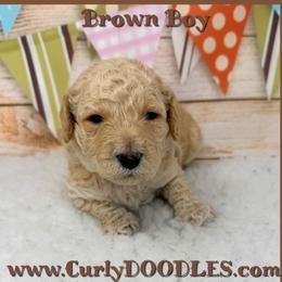 Boy 1 apricot Brown Collar - Apricot male Goldendoodle puppy in Taneytown, Maryland from Curlydoodles