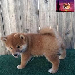 Shiba Inu Puppies from Sunset State Shiba
