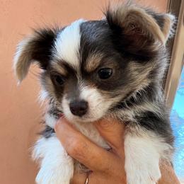 Gunner - Blue and white male Chihuahua puppy in Tyler, Texas from Fancy Pants Chihuahua’s