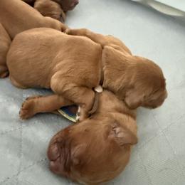 Brown boy - Chestnut male Irish Setter puppy in West Haven, Utah from McClellan Setters