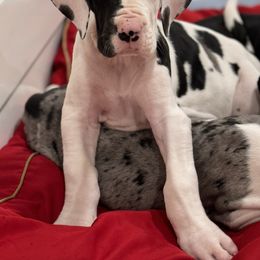 Girl 4 - Harlequin Great Dane puppy in Washington, Pennsylvania from City Slicker Danes