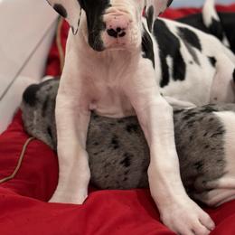 Girl 4 - Harlequin Great Dane puppy in Washington, Pennsylvania from City Slicker Danes