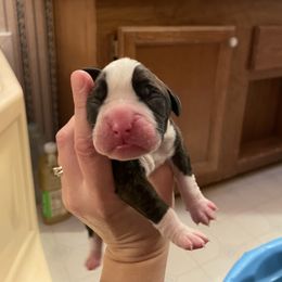 Willie Nelson - Brindle Boxer puppy in Willard, North Carolina from Boone’s Boxers of North Carolina