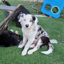 Pickle - Blue merle male Border Collie puppy in Morgan, Texas from Shooting Star Ranch