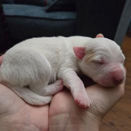 Girl 3 - White and gold female Border Collie puppy in Piedmont, South Carolina from Soaring Borders Border Collies
