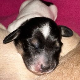 Rosie - Dachshund puppy from Salty C's Dachshunds