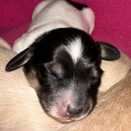 Rosie - Dachshund puppy from Salty C's Dachshunds