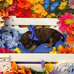 Blue - Brown male Poodle puppy in Houma, Louisiana from Smart Azz Poodles