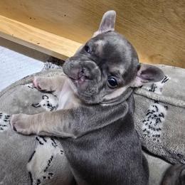 Gloria - Tricolors female French Bulldog puppy in Yellowstone County, Montana from JNS Frenchies