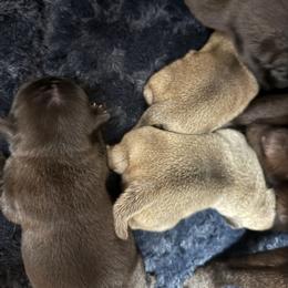 BLACK FEMALE - Black female Pug puppy in Saugus, Massachusetts from Pug Puppies of Boston