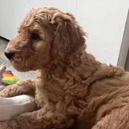 Poodle Puppies from Solstice Standards