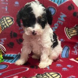 Bud-Blue collar - Parti male Poodle puppy in Winter Haven, Florida from Herdez’s Poodles