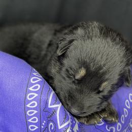German Shepherd Puppies from Saylor Shepherds