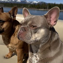 French Bulldogs from Black Diamond Frenchies