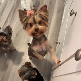 Juliette - Yorkshire Terrier