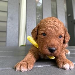 Rochabeau - Red  male Goldendoodle puppy in Camden, North Carolina from Oopsie Doodles of NC