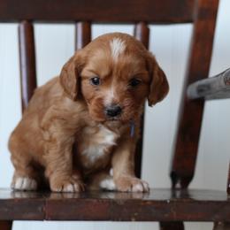 Thyme - Red male Cavapoo puppy in Springtown, Texas from North Texas Puppies