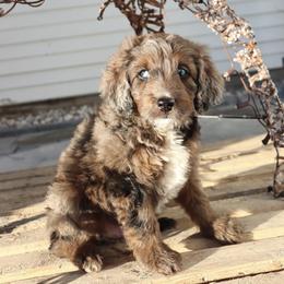 Aussiedoodle and Poodle Puppies from Lolo’s Aussiedoodle