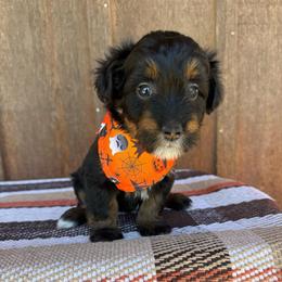 Duck - Black tri-color female Aussiedoodle puppy in Eastland, Texas from H5 Mini Doodles