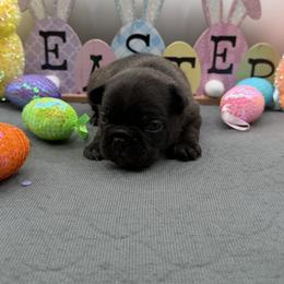 Louis - Brindle male French Bulldog puppy in Largo, Florida from Infinity Frenchies