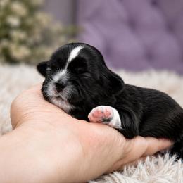 Toby - Black male Shih Tzu puppy in Orlando, Florida from BethAsh Shih Tzu