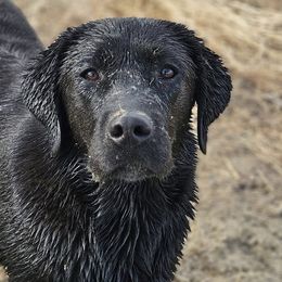 Labrador Retrievers from Lone Desert Labradors