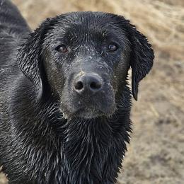Labrador Retrievers from Lone Desert Labradors