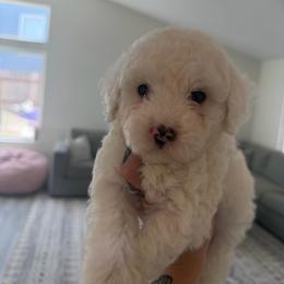 Mochi - White male Poodle puppy in Grass Valley, California from Cuddle Paws Poodles