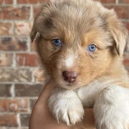 Australian Shepherds from JP’s Aussies
