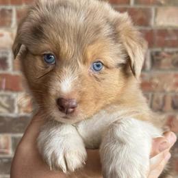 Australian Shepherds from JP’s Aussies