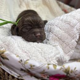 Mocha - Brown male Cocker Spaniel puppy in Corcoran, California from Sweetheart Cockers
