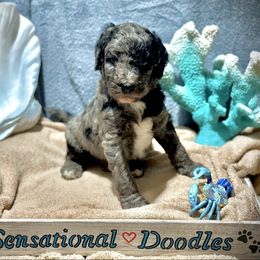 Green Boy - Merle male Goldendoodle puppy in San Diego, California from Sensational Doodles