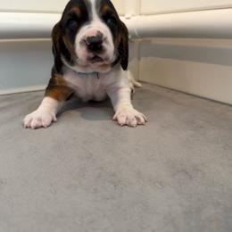 Blue Collar - Black white and brown male Basset Hound puppy in Republic, Missouri from Shauna Jones Family Basset Hounds