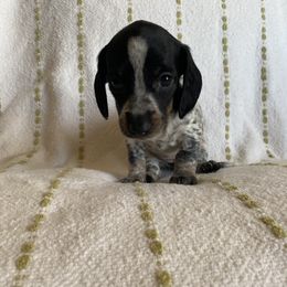 Dachshund Puppies from Destiny's Dachshunds