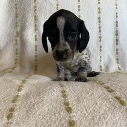 Dachshund Puppies from Destiny's Dachshunds