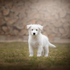 Dark Green - White Berger Blanc Suisse puppy in New Hampshire from Kennel Sons Of North