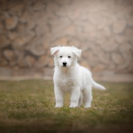 Dark Green - White Berger Blanc Suisse puppy in New Hampshire from Kennel Sons Of North