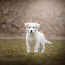 Dark Green - White Berger Blanc Suisse puppy in New Hampshire from Kennel Sons Of North