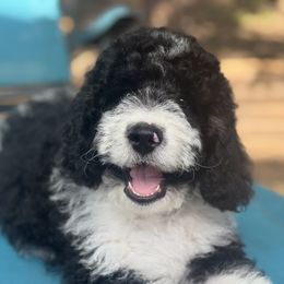 Big Boy - Black and white male Bernedoodle puppy in Kyle, Texas from BellaDoodles