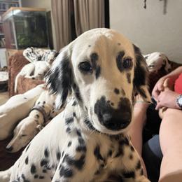 Annie - Dalmatian