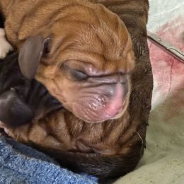 Silas - Mahogany and white male Basset Hound puppy in Springfield, Missouri from Baylee’s Bassets